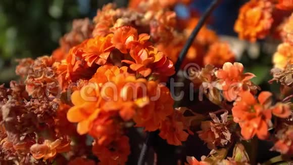 橙色线虫和模糊颜色的花背景夏天的橘子花夏季视频的预览图