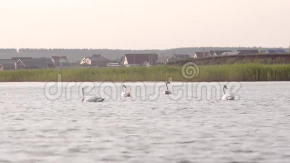 四只天鹅在湖里游泳视频的预览图