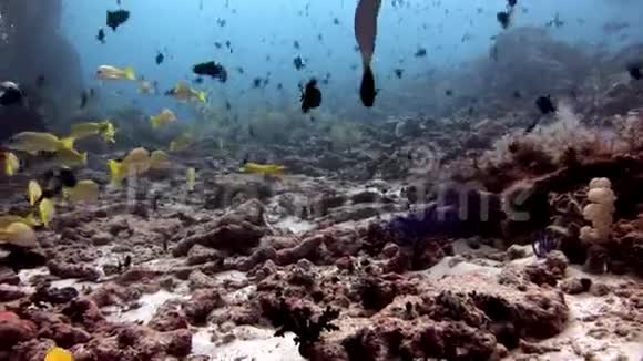 马尔代夫海底的潜水员和条纹亮黄色的卢西亚鱼视频的预览图