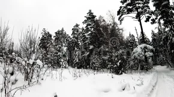 雪白的冬林正慢慢的下雪白雪覆盖的道路穿过森林视频的预览图