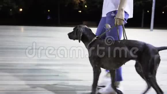 无法辨认的女人训练她的狗和她一起散步视频的预览图