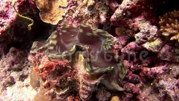 马尔代夫海底的双壳类软体动物令人惊叹视频的预览图