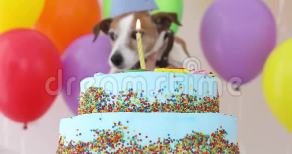 带派对帽和生日蛋糕的可爱狗视频的预览图