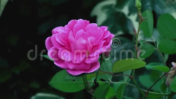 粉红玫瑰花花园新鲜的早晨视频的预览图