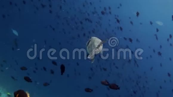 马尔代夫巨型河豚大型视频特写水下海底视频的预览图