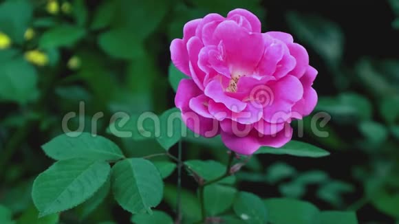 粉红玫瑰花花园新鲜的早晨视频的预览图