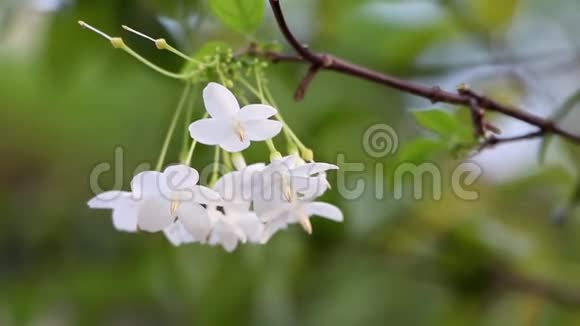花园里的白花白花是一束芬芳的观赏植物视频的预览图