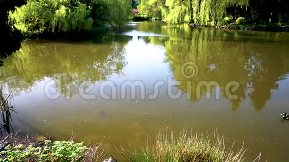 一只鹅在春天公园的池塘里沿着水游视频的预览图