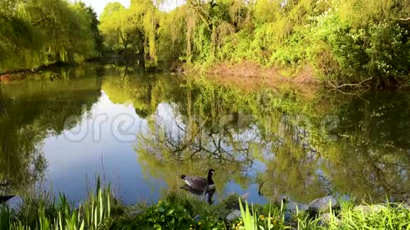 一只鹅在春天公园的池塘里沿着水游视频的预览图