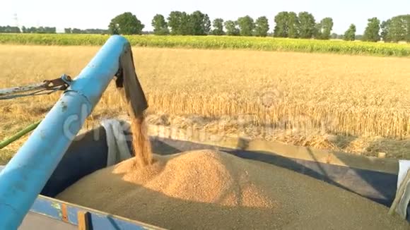 收获后将玉米粒倒入拖拉机拖车中视频的预览图