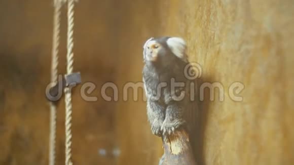 矮人白耳猴视频的预览图