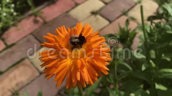 金盏菊橙花上的条纹大大黄蜂视频的预览图