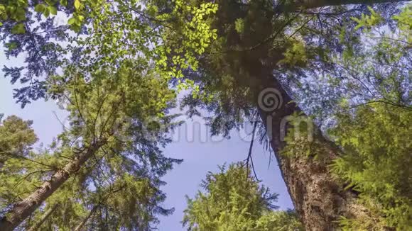 从下面向上看树干绿色的叶冠上升到蓝天视频的预览图