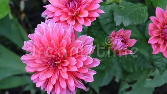 粉红色的大丽花在花坛上的花园里视频的预览图