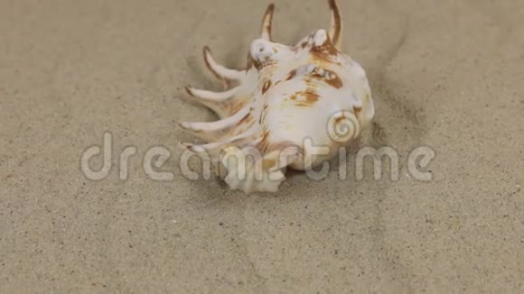 海壳在沙丘上旋转大自然的美视频的预览图