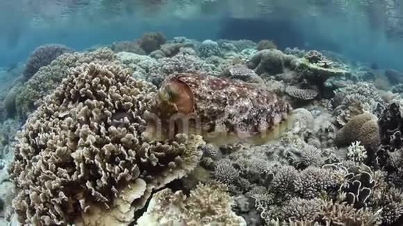 墨鱼在浅礁产卵视频的预览图