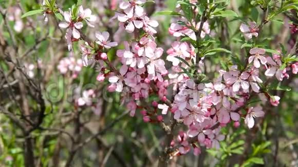 阳光明媚的一天许多蜜蜂大黄蜂和其他昆虫从明亮的粉红色花朵中采集花蜜视频的预览图