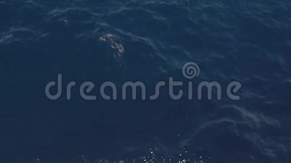 空中俯瞰深蓝色的大海视频的预览图