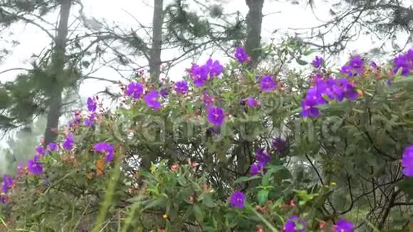 泰国山区天然紫罗兰花视频的预览图