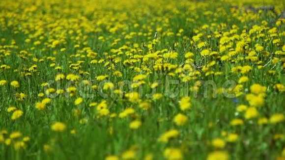 春天有黄色蒲公英的田野视频的预览图