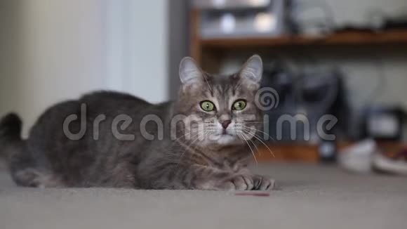 可爱美丽的赏金猫动着绿眼睛视频的预览图