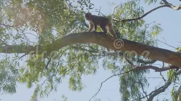 一只小猴子从树枝上跳到大树的树枝上踩着蓝天视频的预览图