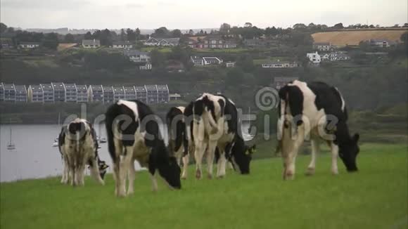 奶牛在地上吃草视频的预览图