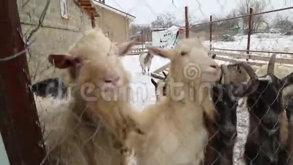 冬天农场里的雪山羊围在篱笆上视频的预览图