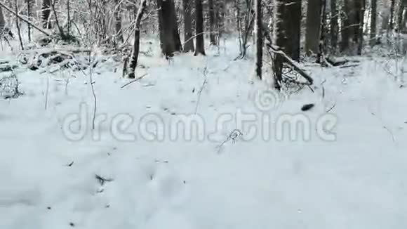 立陶宛一只狼在冰雪覆盖的寒冬森林里追赶他的猎物第一人称观点戏剧性的镜头移动高清视频的预览图