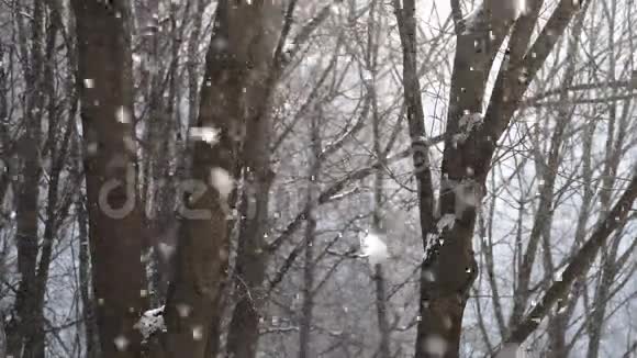 雪花飘落背景上有树视频的预览图