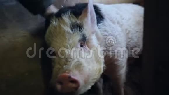农夫抚摸快乐的猪仓视频的预览图