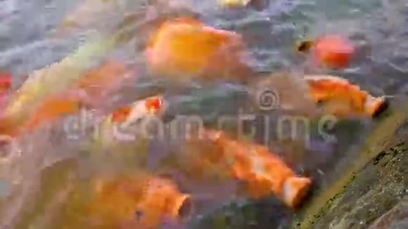 池塘里有大锦鲤视频的预览图