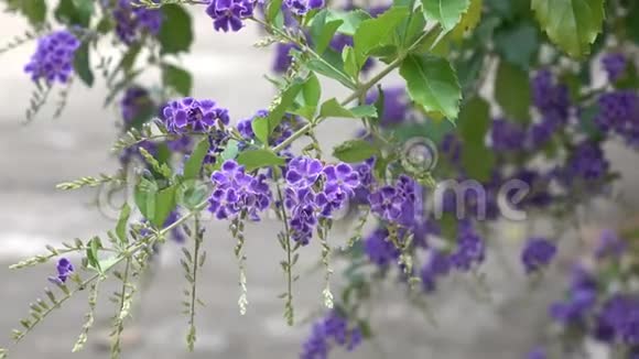 泰国的天然紫罗兰花视频的预览图