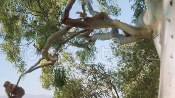 两只小猴子在直布罗陀湾背景下的大树树枝上嬉戏和跳跃视频的预览图