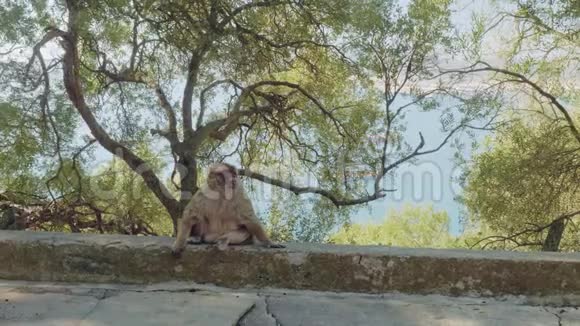 在直布罗陀湾背景下孤独的猴子坐在直布罗陀岩石的路边视频的预览图