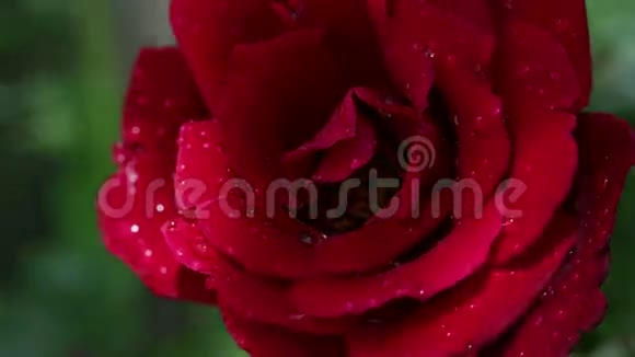 春天花园里有水滴的红玫瑰视频的预览图