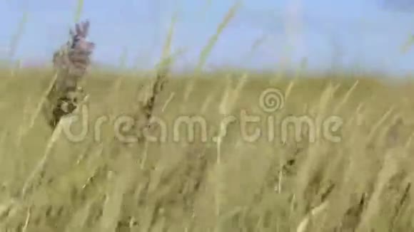 草在一阵强风中摇曳视频的预览图