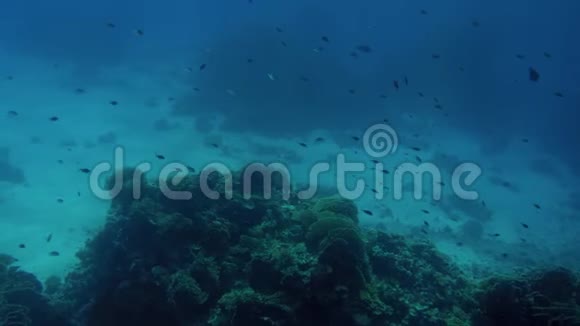 海底美丽珊瑚礁的4k视频五颜六色的鱼儿游来游去视频的预览图