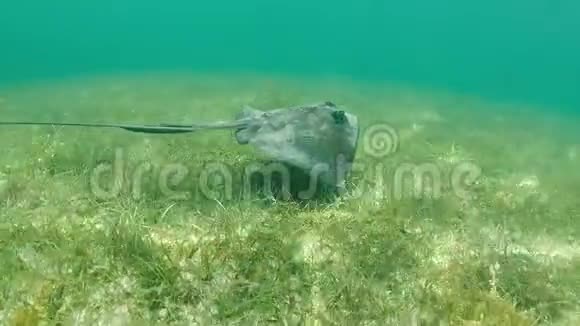 在加勒比海热带水域游泳视频高清慢镜头视频的预览图