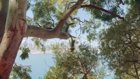 两只小猴子在直布罗陀湾背景下的直布罗陀山大树的厚枝上玩耍视频的预览图