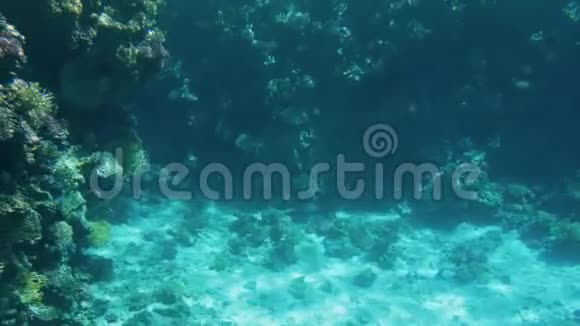 海底美丽珊瑚礁的4k视频五颜六色的鱼儿游来游去视频的预览图