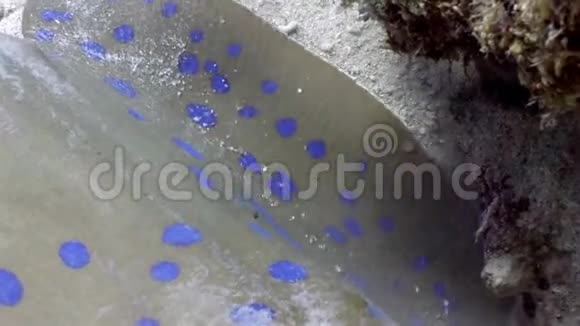蓝斑黄貂鱼钻入沙中水下特写镜头视频的预览图