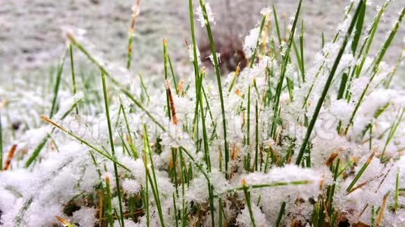 雪落在草地上背景模糊有复制空间冬季设计理念视频的预览图