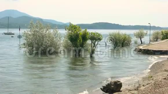 马吉奥尔湖岸边树木视频的预览图
