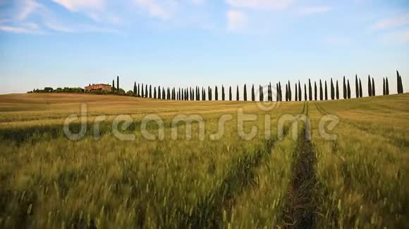 美丽的风景与尖峰在多风的领域在托斯卡纳意大利视频的预览图