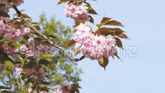 风动富贵花樱花树视频的预览图