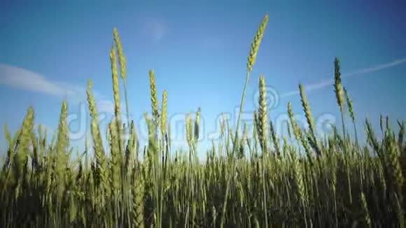 镜头在蓝蓝的天空背景下带着成熟的麦穗和黑麦移动明亮的穿过田野视频的预览图