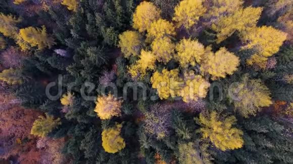 壮观的无人机镜头俯视瑞士阿尔卑斯山的一片秋天森林视频的预览图
