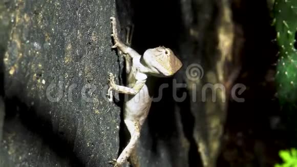 东方园林蜥蜴云芝坐在石头上视频的预览图