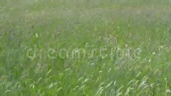 风中绿野上的高草视频的预览图